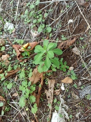 Euphorbia helioscopia