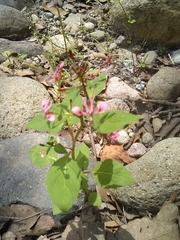 Lopezia racemosa