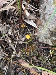 Phaeohelotium baileyanum