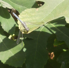 Orthetrum chrysostigma