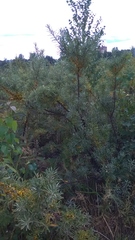 Hippophae rhamnoides