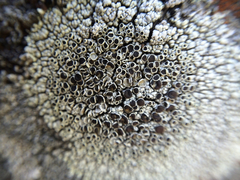 Lecanora argopholis