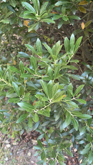 Ilex glabra