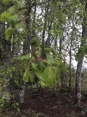 Nothofagus obliqua
