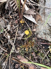 Phaeohelotium baileyanum