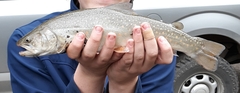Salvelinus confluentus