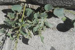 Magnoliopsida
