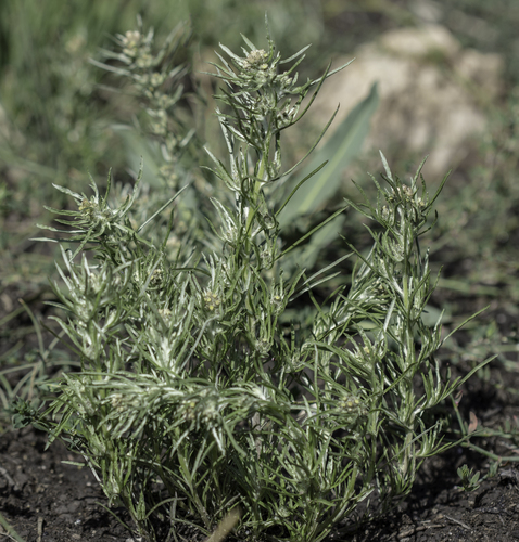 Slender cudweed (Gnaphalium exilifolium)