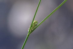 Carex pellita