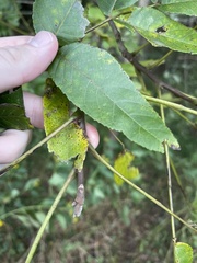 Carya pallida