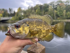 Ambloplites rupestris