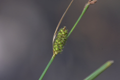 Carex pellita