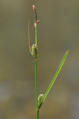 Carex pellita
