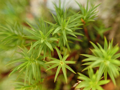 Polytrichum formosum