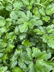 Ranunculus