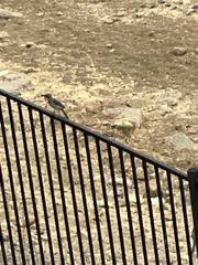 Aphelocoma woodhouseii