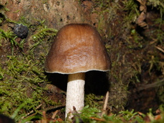 Pluteus exilis