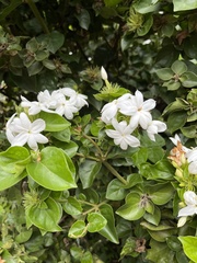 Jasminum