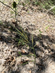Aristida desmantha