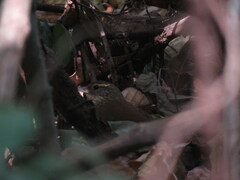 Syndactyla rufosuperciliata