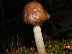 Pluteus exilis