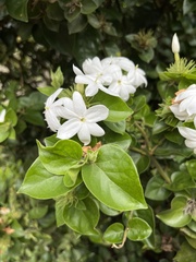 Jasminum