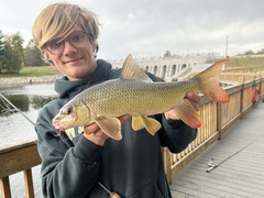 Moxostoma macrolepidotum