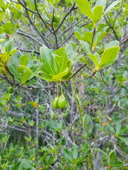 Pleioluma baueri