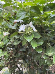 Jasminum