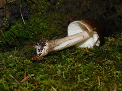 Pluteus exilis
