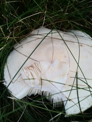 Agaricus arvensis