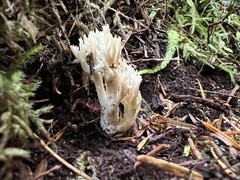 Clavulina coralloides