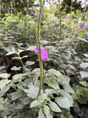 Stachytarpheta mutabilis