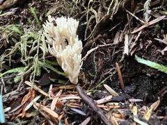 Clavulina coralloides