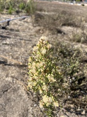 Erigeron sumatrensis