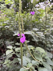 Stachytarpheta mutabilis