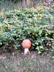 Amanita muscaria