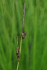 Carex schmidtii