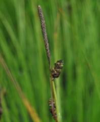 Carex schmidtii