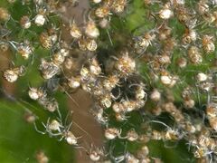 Trichonephila plumipes