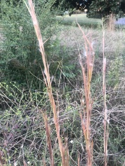 Andropogon virginicus
