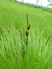 Carex schmidtii