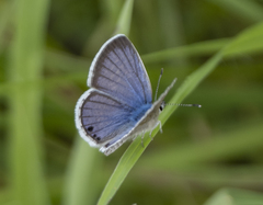 Echinargus isola