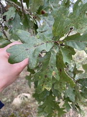 Quercus margaretiae
