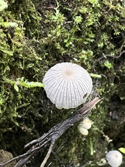 Coprinellus disseminatus