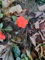 Impatiens walleriana