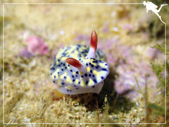 Hypselodoris infucata