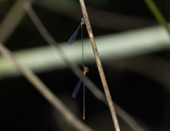 Teinobasis helvola