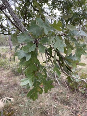 Quercus margaretiae