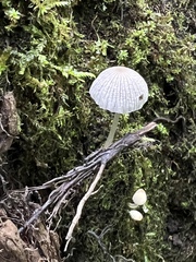 Coprinellus disseminatus